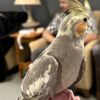 Cockatiel Birds Available for Adoption in Lenexa, Kansas - Belle | PetCurious