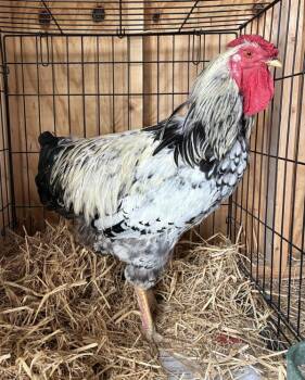 Dickory -  Chicken Bird for Adoption in Salinas, California - Dickory | PetCurious