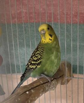 Parakeet Birds Available for Adoption - SAGE | PetCurious