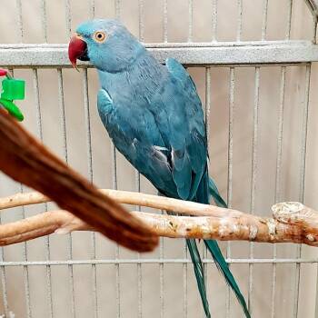 Parakeet Birds Available for Adoption in Kanab, Utah - Delilah | PetCurious