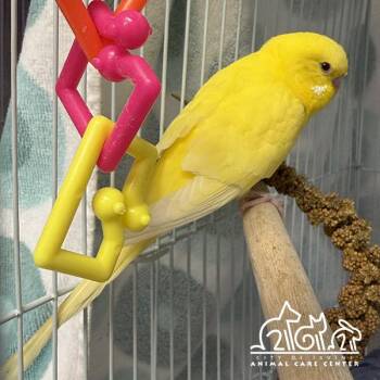 MARIGOLD -  Parakeet Bird for Adoption in Irvine, California - MARIGOLD | PetCurious