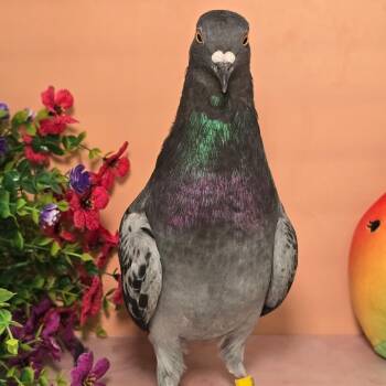 Jefferson -  Pigeon Bird for Adoption in Chicago, Illinois - Jefferson | PetCurious