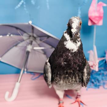 Pigeon Birds Available for Adoption in Chicago, Illinois - Laverne | PetCurious