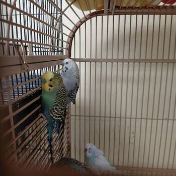 Parakeet Birds Available for Adoption - 17 | PetCurious