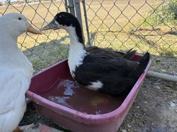 BLUE -  Duck Bird for Adoption in Salinas, California - BLUE | PetCurious
