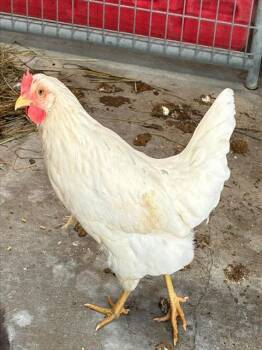 ELAINE -  Chicken Bird for Adoption in Union, Missouri - ELAINE | PetCurious