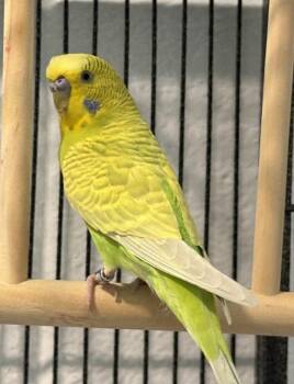 Terrance -  Parakeet Bird Available for Adoption in Golden, Colorado - Terrance | PetCurious
