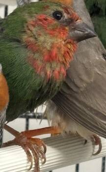 Ruby -  Finch Bird for Adoption in New Hope, Pennsylvania - Ruby | PetCurious