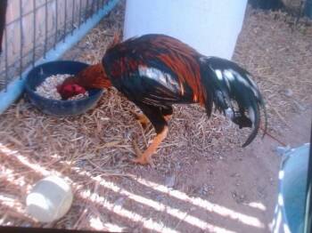 Chicken Birds Available for Adoption - ROOSTER #2 | PetCurious