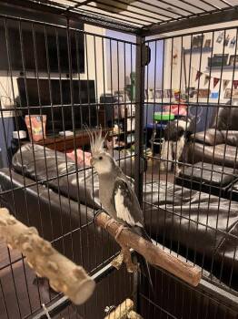 Kevin -  Cockatiel Bird for Adoption in Pasco, Washington - Kevin | PetCurious