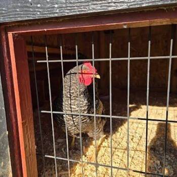 SVAS-Stray-39648 -  Chicken Bird for Adoption in Lyndhurst, Virginia - SVAS-Stray-39648 | PetCurious