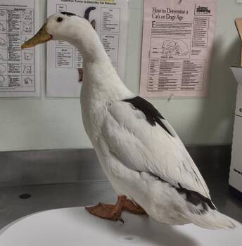 PUDDLES -  Duck Bird for Adoption in Santa Cruz, California - PUDDLES | PetCurious