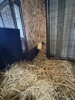 BINGO -  Chicken Bird for Adoption in Santa Cruz, California - BINGO | PetCurious