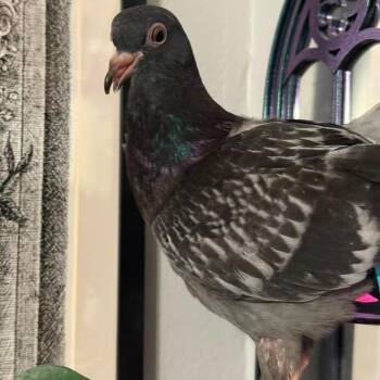 Ralphie (local Midwest adoption only) -  Pigeon Bird for Adoption in Chicago, Illinois - Ralphie (local Midwest Adoption Only) | PetCurious