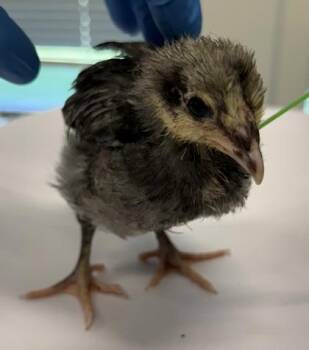 Omelette -  Chicken Bird for Adoption in Lafayette, Indiana - Omelette | PetCurious