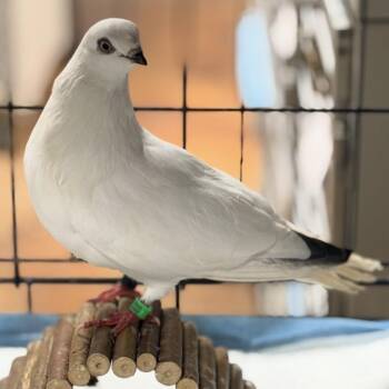 Pigeon Birds Available for Adoption in Chicago, Illinois - Jollibee | PetCurious
