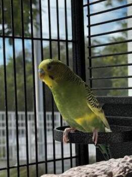 Parakeet Birds Available for Adoption in Key West, Florida - Jolly | PetCurious
