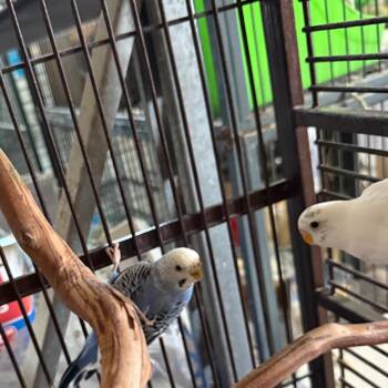 Goldie -  Parakeet Bird for Adoption in Quakertown, Pennsylvania - Goldie | PetCurious