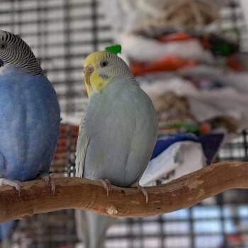 Parakeet Birds Available for Adoption in Kanab, Utah - Cosmo | PetCurious
