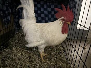 CHARGER CHUCK -  Chicken Bird for Adoption in Santa Monica, California - CHARGER CHUCK | PetCurious