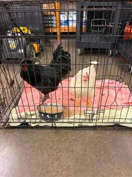 HEN -  Chicken Bird for Adoption in Macon, Georgia - HEN | PetCurious