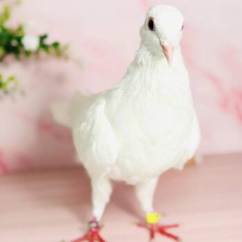 Sno-Cone -  Pigeon Bird for Adoption in Chicago, Illinois - Sno-Cone | PetCurious