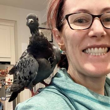 Pigeon Birds Available for Adoption in Chicago, Illinois - Chickadee | PetCurious
