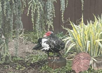 Duck Birds Available for Adoption in Eagle Mountain, Utah - Donald | PetCurious