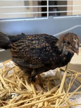 Gentle Reminder -  Chicken Bird for Adoption in Roseville, California - Gentle Reminder | PetCurious