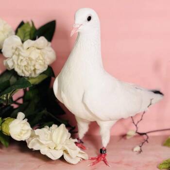 Dave (local Midwest adoption only) -  Pigeon Bird for Adoption in Chicago, Illinois - Dave (local Midwest Adoption Only) | PetCurious