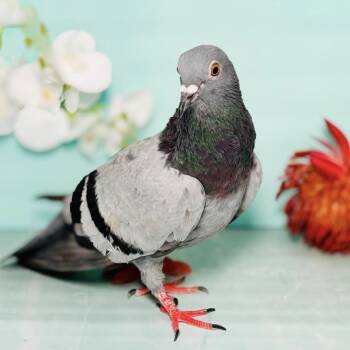 Pigeon Birds Available for Adoption in Chicago, Illinois - Nikki | PetCurious