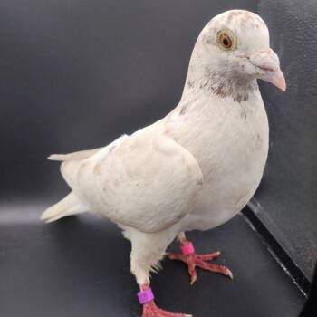 Spryte -  Pigeon Bird for Adoption in Chicago, Illinois - Spryte | PetCurious