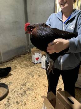 NICOLE* -  Chicken Bird for Adoption in Santa Cruz, California - NICOLE* | PetCurious