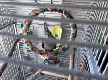 Cockatiel Birds Available for Adoption - Mango | PetCurious