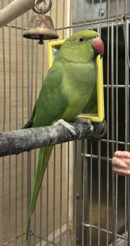 Miko -  Ringneck Psittacula Bird for Adoption in Honolulu, Hawaii - Miko | PetCurious