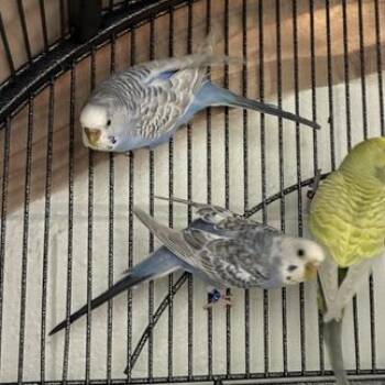 Eggatha -  Parakeet Bird for Adoption in Dayton, Ohio - Eggatha | PetCurious