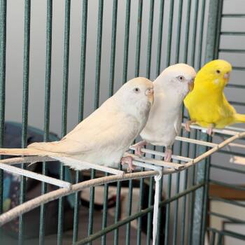 Mr. Pickles*Bonded w/ Brussel Sprout* -  Parakeet Bird for Adoption in Kennebunk, Maine - Mr. Pickles*Bonded W/ Brussel Sprout* | PetCurious