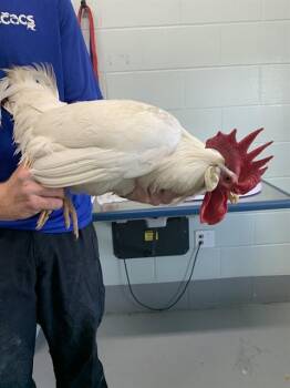 GLACIER -  Chicken Bird for Adoption in Corpus Christi, Texas - GLACIER | PetCurious