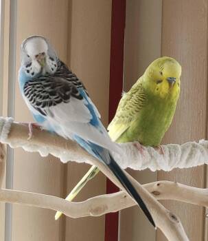 Skye and Meadow -  Budgie Budgerigar Bird for Adoption in Aurora, Illinois - Skye And Meadow | PetCurious