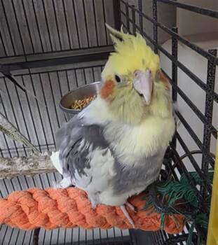 JACKIE -  Cockatiel Bird for Adoption in Boston, Massachusetts - JACKIE | PetCurious