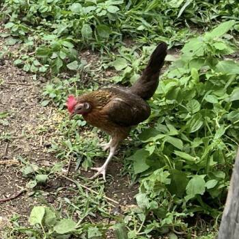 Donna -  Chicken Bird for Adoption in Quakertown, Pennsylvania - Donna | PetCurious