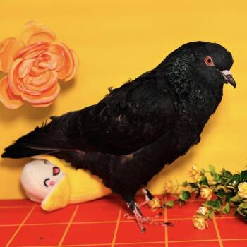 Pigeon Birds Available for Adoption in Chicago, Illinois - Hato Kun (local Midwest Adoption Only) | PetCurious