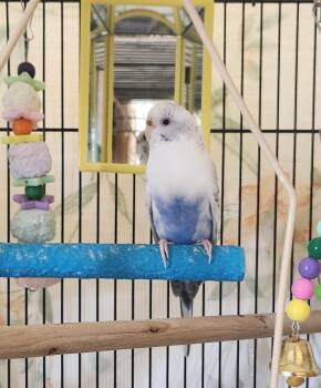 Indigo -  Parakeet Bird for Adoption in Clayton, New Jersey - Indigo | PetCurious