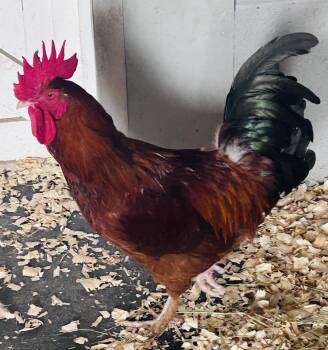 Tim (ID 52018) -  Chicken Bird for Adoption in Manassas, Virginia - Tim (ID 52018) | PetCurious