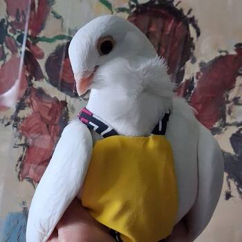 Ottowa -  Pigeon Bird for Adoption in Chicago, Illinois - Ottowa | PetCurious