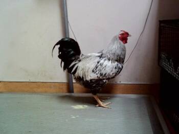 Chicken Birds Available for Adoption in Martinez, California - FLUFFER | PetCurious