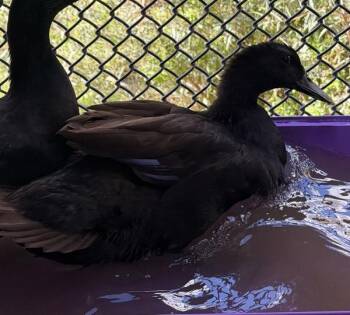 Melissa Mccarthy -  Duck Bird for Adoption in Golden, Colorado - Melissa Mccarthy | PetCurious