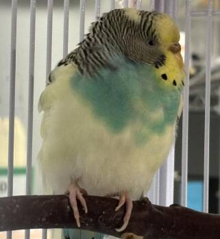Skittles -  Parakeet Bird for Adoption in Des Moines, Iowa - Skittles | PetCurious