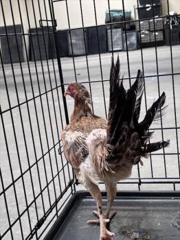 LITTLE DEBBIE -  Chicken Bird for Adoption in Las Vegas, Nevada - LITTLE DEBBIE | PetCurious