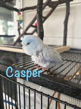 Casper -  Parrotlet Bird for Adoption in Temple Terr, Florida - Casper | PetCurious